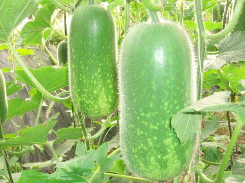 3443344吃瓜群,揭秘网络社交圈的趣味与争议