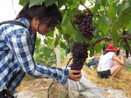 钦州市吃瓜,探寻瓜果飘香的味蕾之旅