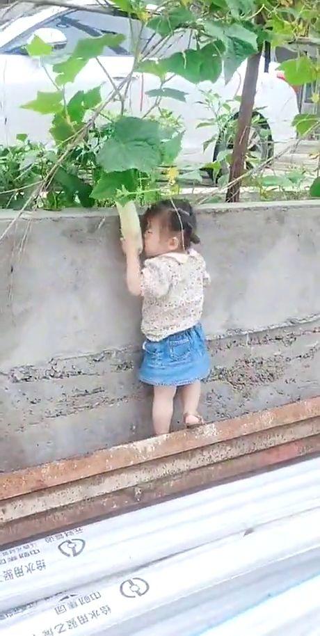 儿童偷瓜吃,小顽童偷瓜吃引发的欢乐故事