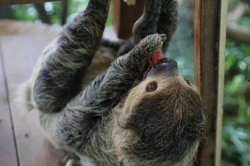 带你吃瓜之动物,揭秘“带你吃瓜”之动物奥秘