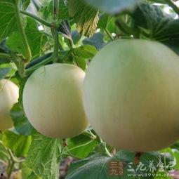 吃田瓜身上痒,揭秘背后的科学奥秘