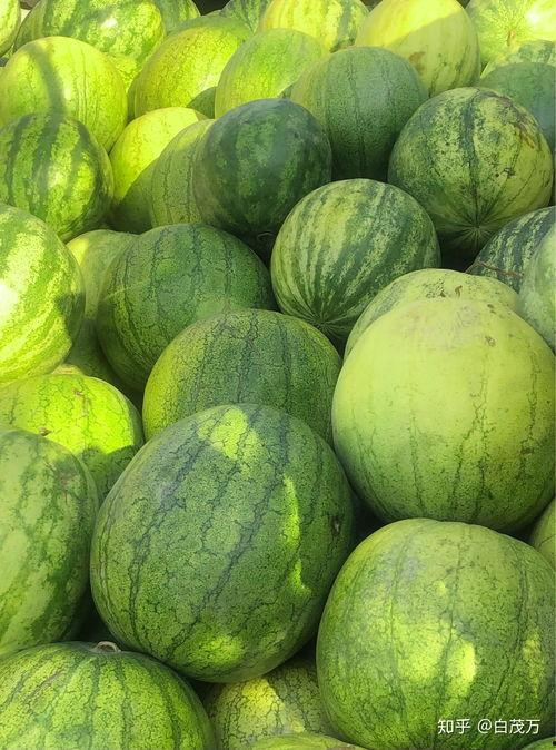 现瓜现吃,尽享夏日清新滋味