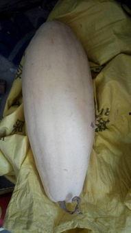 吃白瓜之后拉肚子