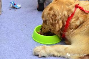 宠物吃贝贝瓜好吗