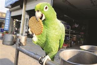 蓝鹦鹉吃哈密瓜,蓝鹦鹉的哈密瓜盛宴