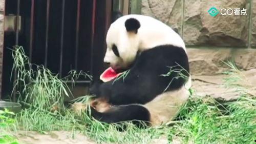 吃瓜群众胖了吗,吃瓜群众体重变化大揭秘