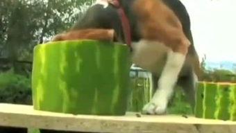 阿乐吃瓜版,揭秘娱乐圈幕后故事与精彩瞬间