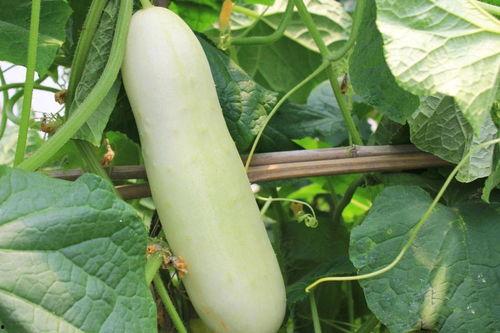 河津白皮瓜怎么吃,河津白皮瓜的多样食法探索