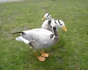 鸭哥吃瓜,揭秘娱乐圈幕后真相