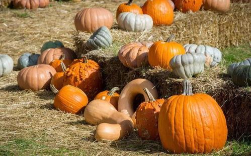 群众吃肉吃瓜视频,群众欢声笑语共赏生活百态