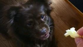 狗子吃瓜沙雕,沙雕日常趣味无限