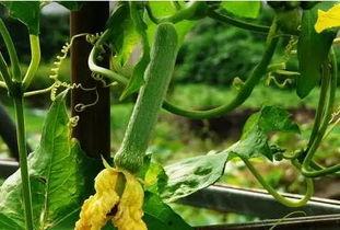 用吃瓜系统吃皇帝的瓜,揭秘皇帝的瓜田传奇