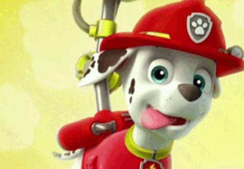 汪汪队队长吃瓜,揭秘宠物界的神秘事件