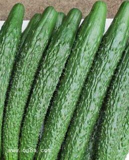 野八墩吃瓜,探寻新疆特色美食之旅