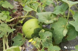 吃雪瓜的最新视频,揭秘夏日消暑新宠，清凉一夏尽在掌握！