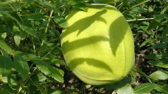 野生蔷薇瓜怎么吃,野生蔷薇瓜的多样食法探索