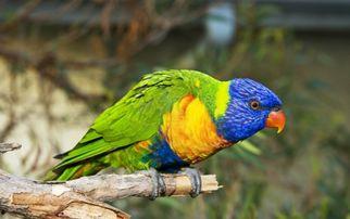 鹦鹉可以吃瓜菜么,瓜菜是否适宜作为其美食选择