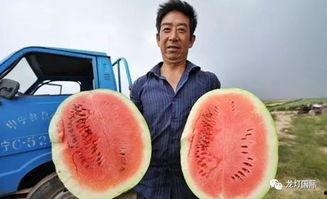 去甘肃吃瓜,甘肃特色瓜果之旅