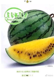 比谁吃瓜快,比谁吃瓜更快，谁才是瓜王？