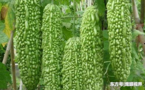 喜欢吃瓜什么心态