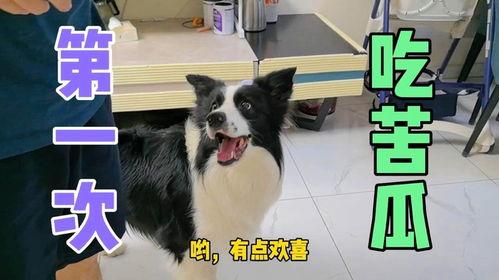 边牧可以吃瓜,瓜果飘香，边牧也爱尝鲜