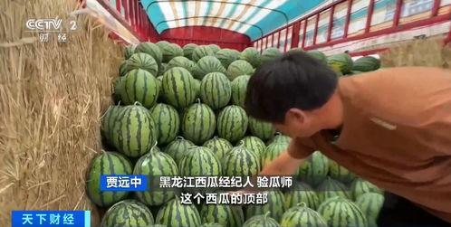 堇色吃瓜群,揭秘网络社交圈的趣味与争议