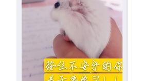 怎么防止老鼠吃瓜