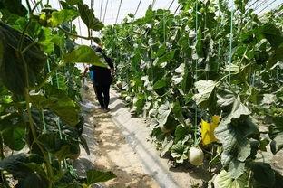 临朐楼顶吃瓜视频,临朐居民共享夏日清凉时光