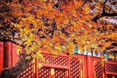 香山吃瓜小说,一场穿越时空的甜蜜冒险