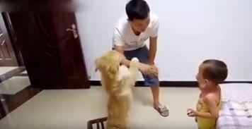 吃瓜拿板凳视频,板凳一坐好戏连台