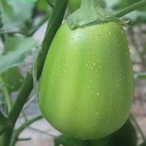 河南小鬼吃瓜,揭秘网络红人的崛起之路