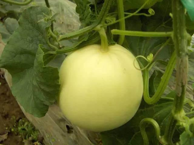 小瓜儿怎么吃,探索美味新境界