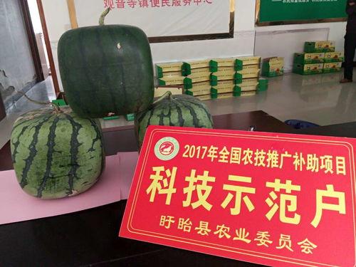 老佛瓜怎么吃,解锁美味新体验